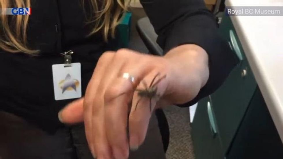 giant-female-house-spider-crawls-over-human